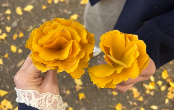 秋のピクニックへ行きました！！